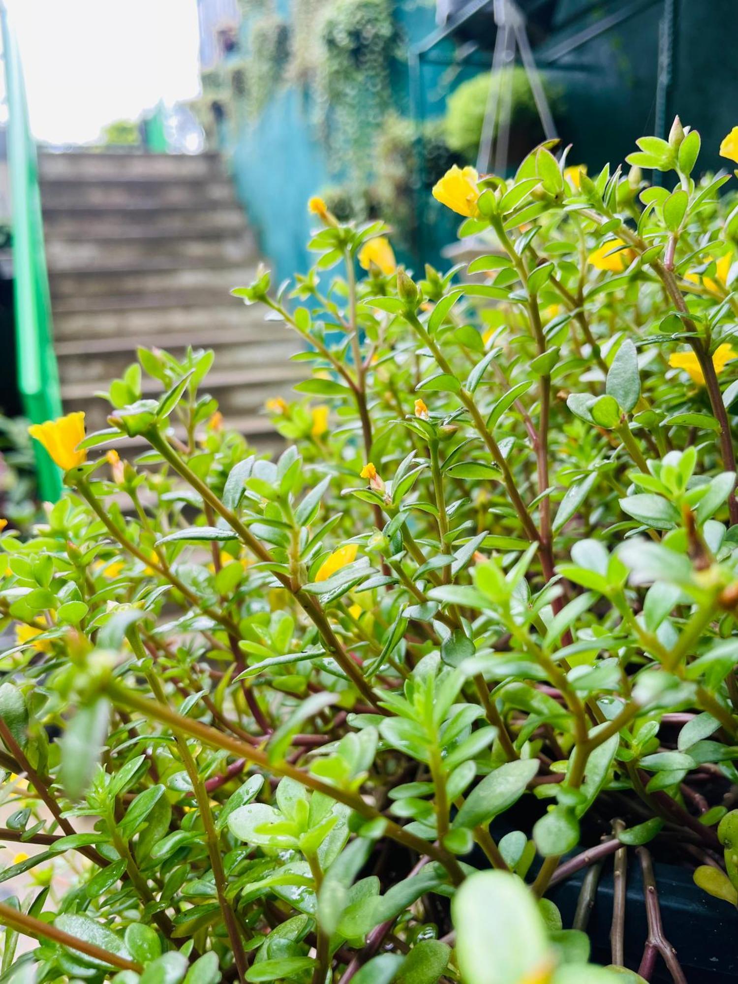 Little paradise Homestay Ella Esterno foto